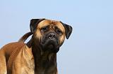 BULLMASTIFF 473